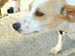 wishbone
