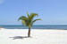 palm