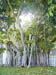 tree2